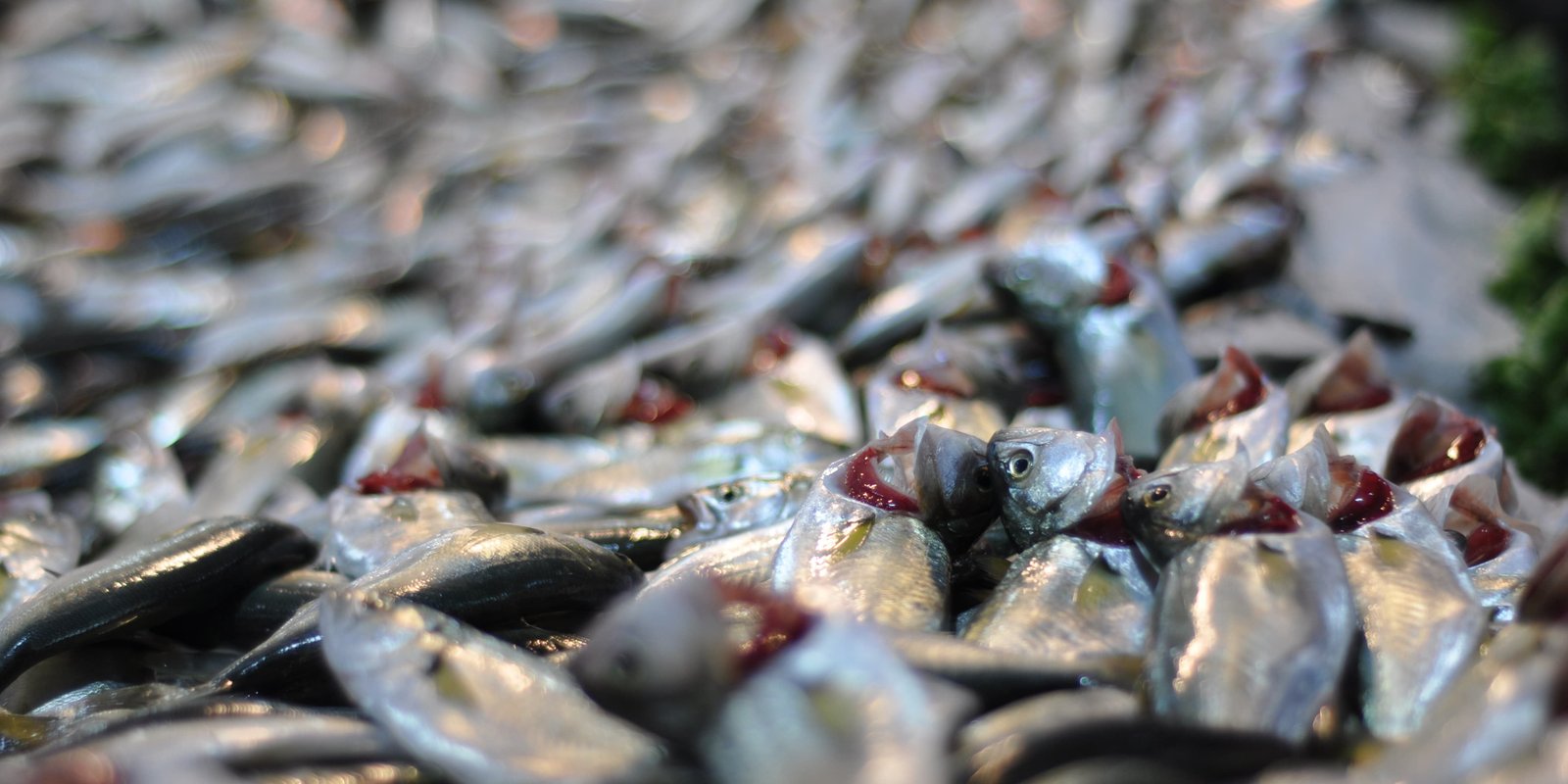 balıkla gelen sağlık